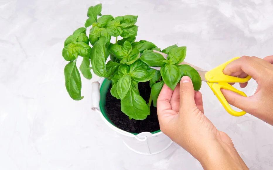 Transformez votre basilic : des conseils simples pour une croissance luxuriante