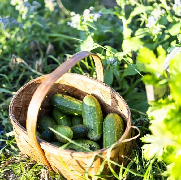 Comment éviter les concombres amers : conseils pratiques