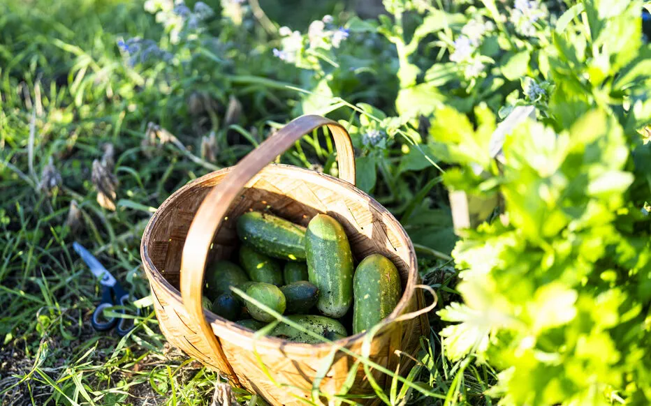 Comment éviter les concombres amers : conseils pratiques