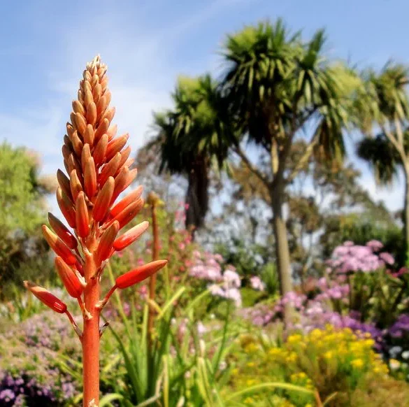 Découvrez l'hémisphère sud depuis le Finistère : un jardin tropical en Bretagne