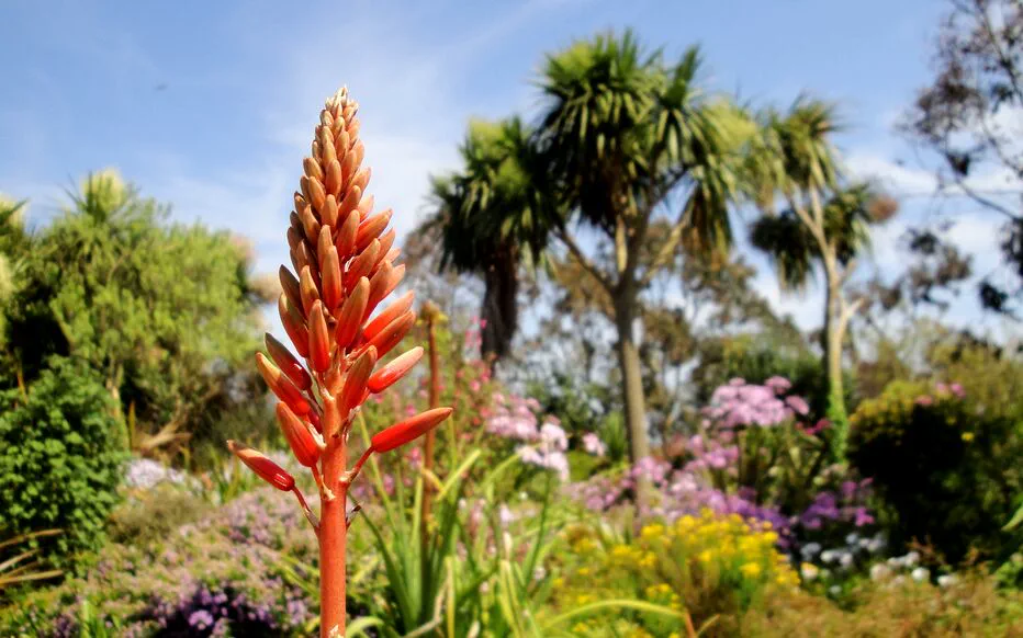 Découvrez l'hémisphère sud depuis le Finistère : un jardin tropical en Bretagne