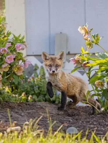 La gestion des animaux nuisibles en France : une approche légale