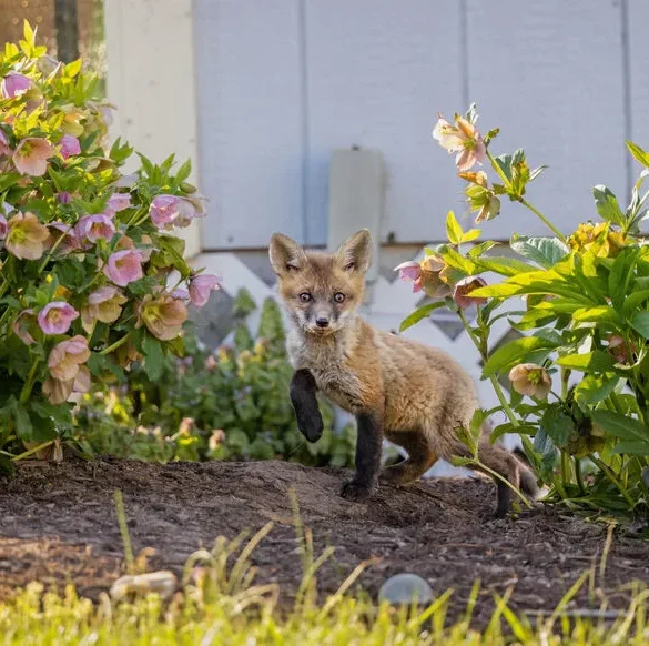 La gestion des animaux nuisibles en France : une approche légale