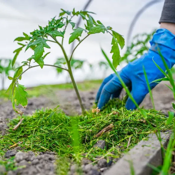 Le paillage naturel : un jardin sain et productif