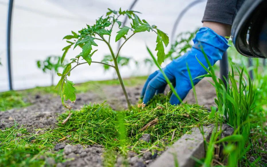 Le paillage naturel : un jardin sain et productif