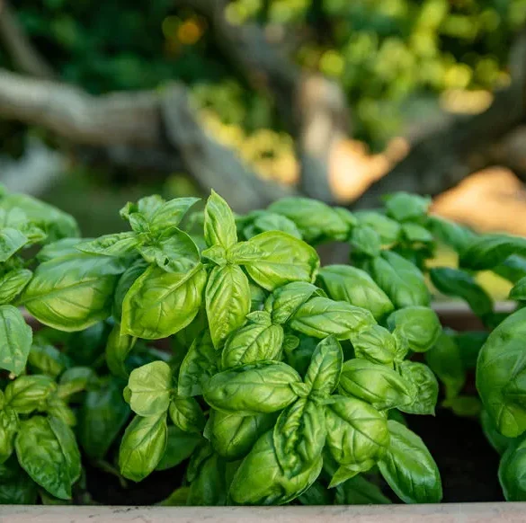 Les gestes des jardiniers : plus que de simples superstitions