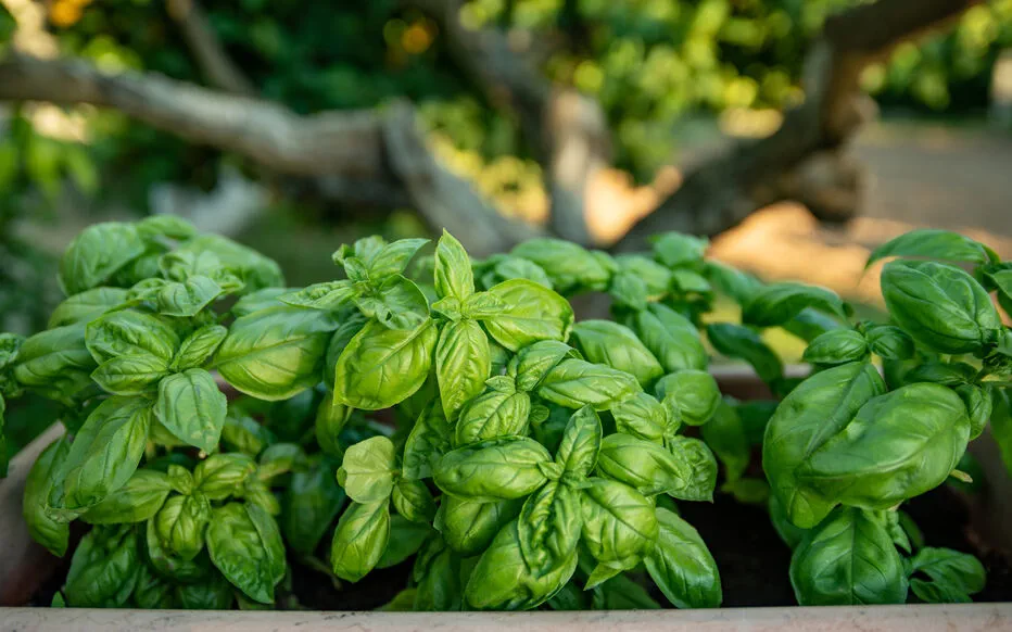 Les gestes des jardiniers : plus que de simples superstitions