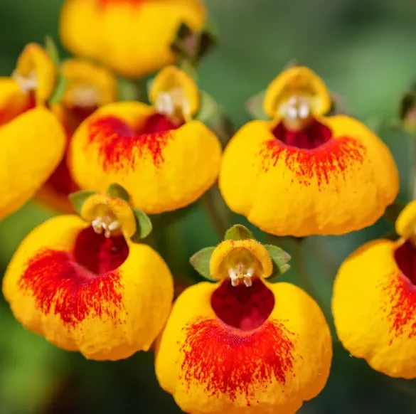 Les secrets des magnifiques fleurs de la calcéolaire