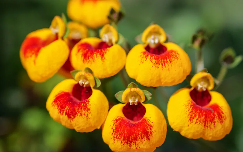 Les secrets des magnifiques fleurs de la calcéolaire