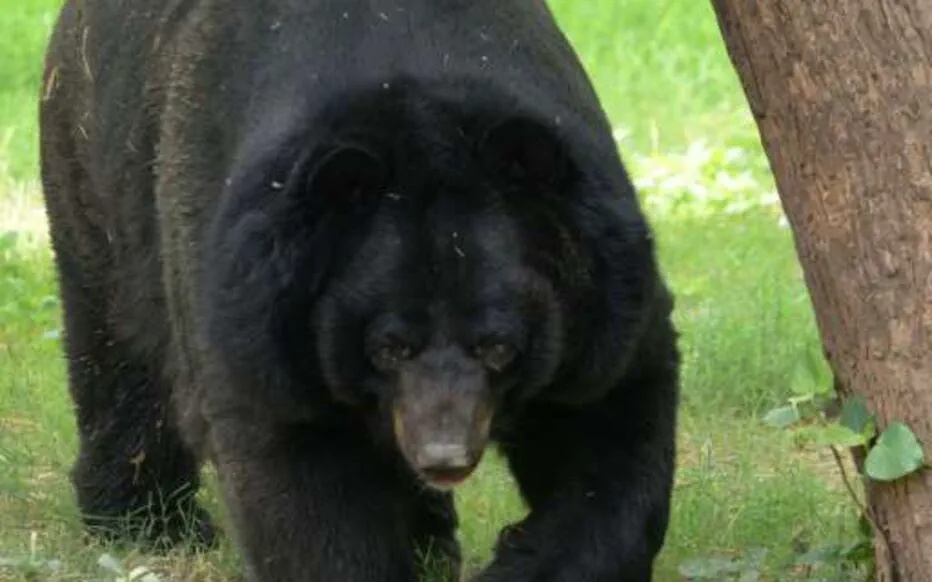 Panique à l'aéroport de Yamagata : un ours noir crée des troubles