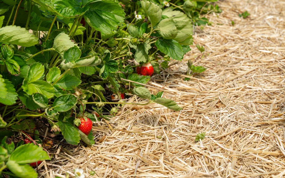 Préparez vos vacances tout en prenant soin de votre jardin