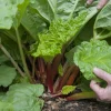 Rhubarbe : un outil naturel contre les pucerons