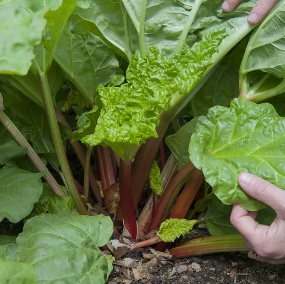 Rhubarbe : un outil naturel contre les pucerons