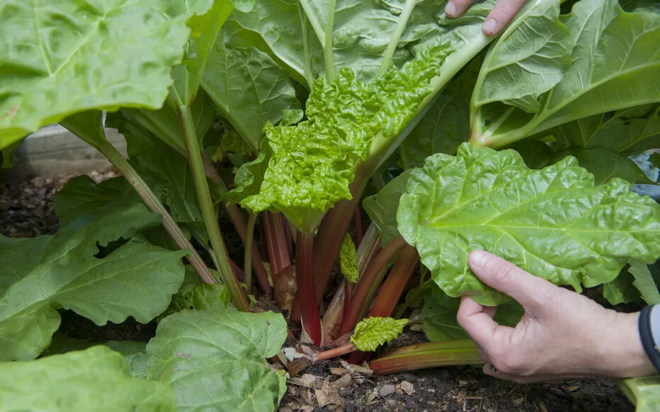 Rhubarbe : un outil naturel contre les pucerons
