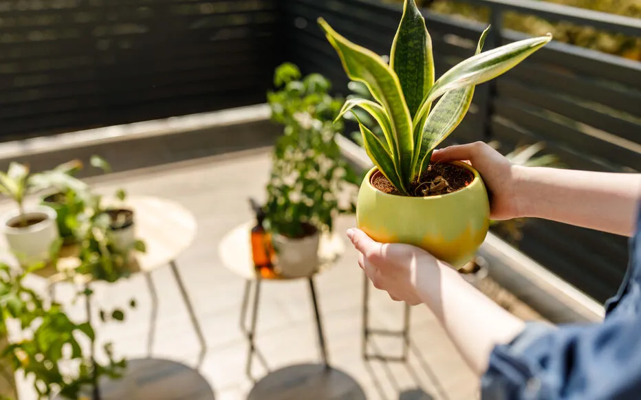 Transformez votre jardin en été en un paradis pour vos plantes d'intérieur