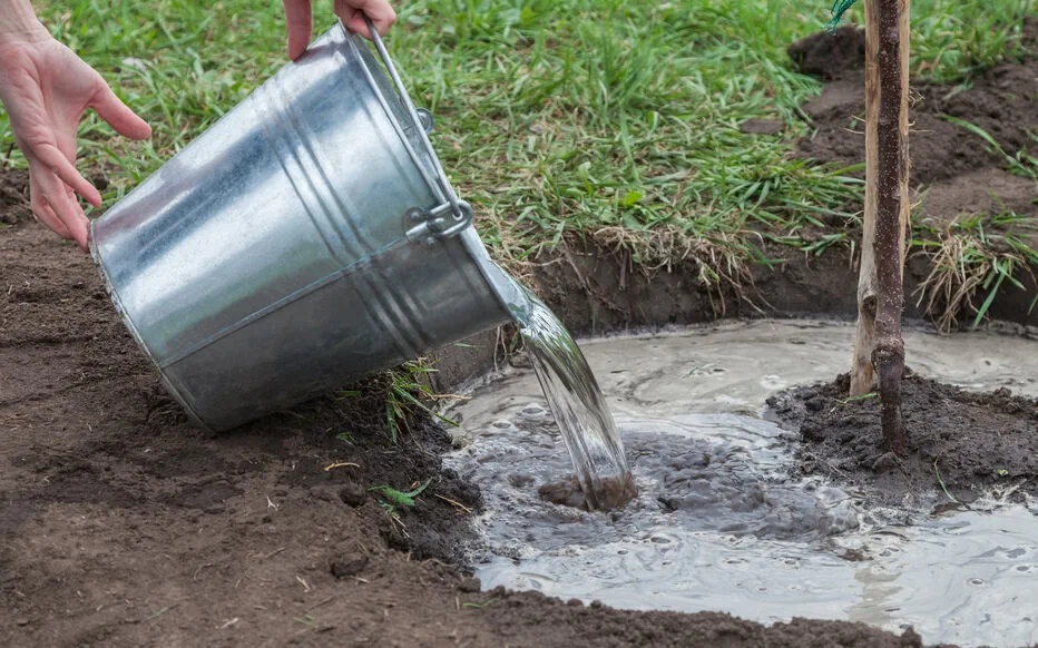 Arrosage : l'eau savonneuse est-elle une alternative durable ?