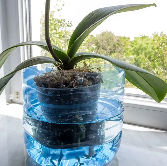 Arrosez vos plantes d'intérieur par bassinage