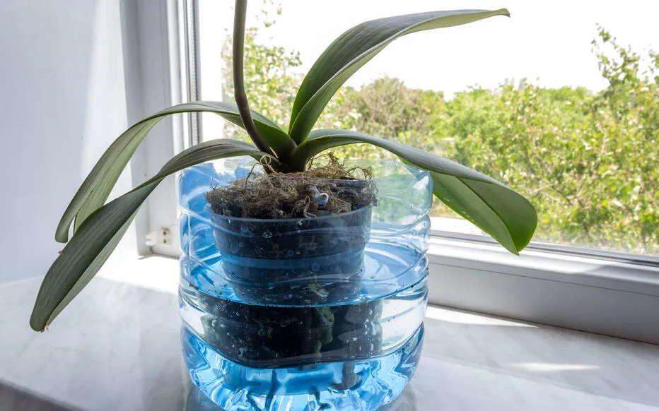 Arrosez vos plantes d'intérieur par bassinage