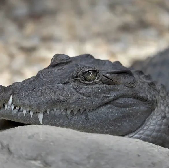 Attaquée par un alligator en Floride, une femme a la vie en main