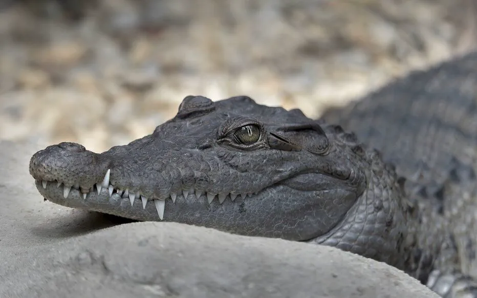 Attaquée par un alligator en Floride, une femme a la vie en main