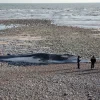 Baleines échouées sur une plage japonaise : un tsunami et ses conséquences inattendues