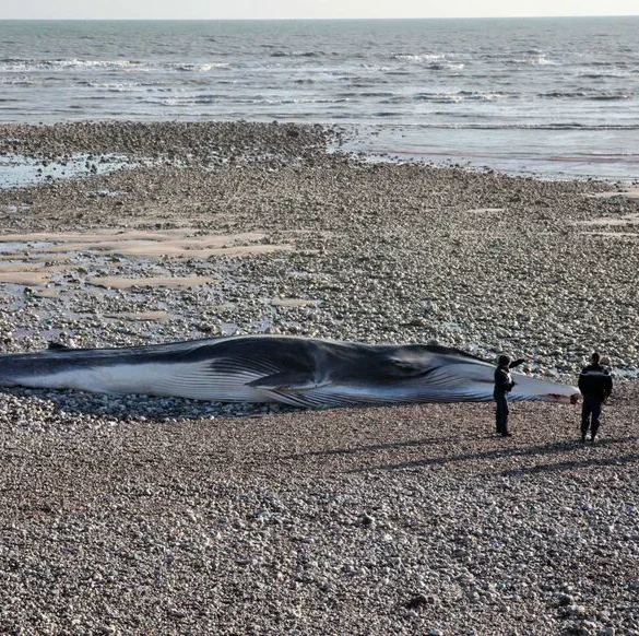 Baleines échouées sur une plage japonaise : un tsunami et ses conséquences inattendues