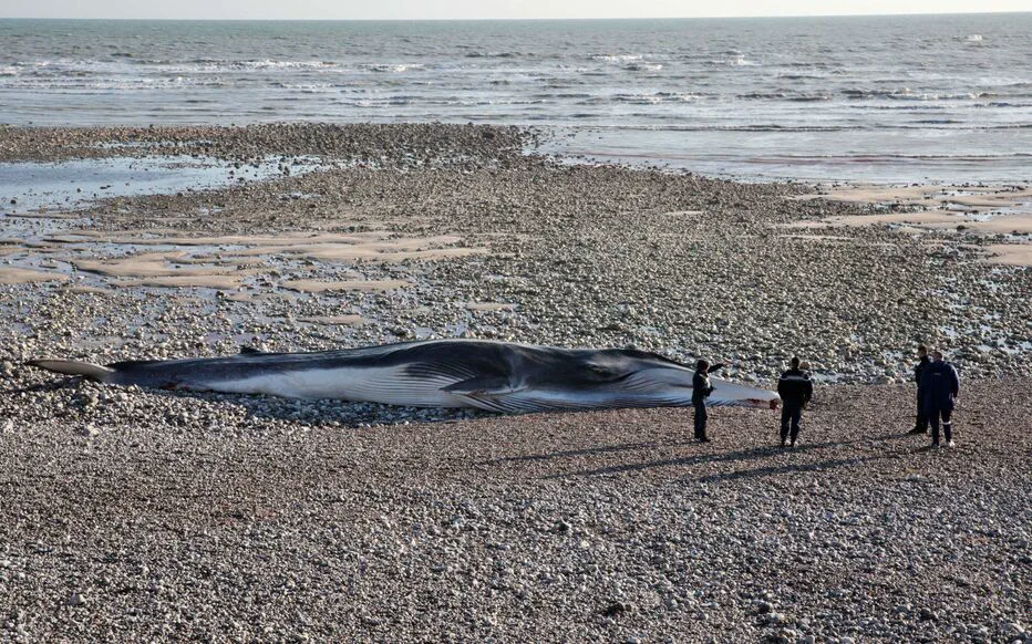 Baleines échouées sur une plage japonaise : un tsunami et ses conséquences inattendues