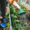 Comment arroser son jardin efficacement ?