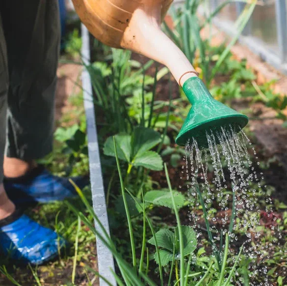 Comment arroser son jardin efficacement ?