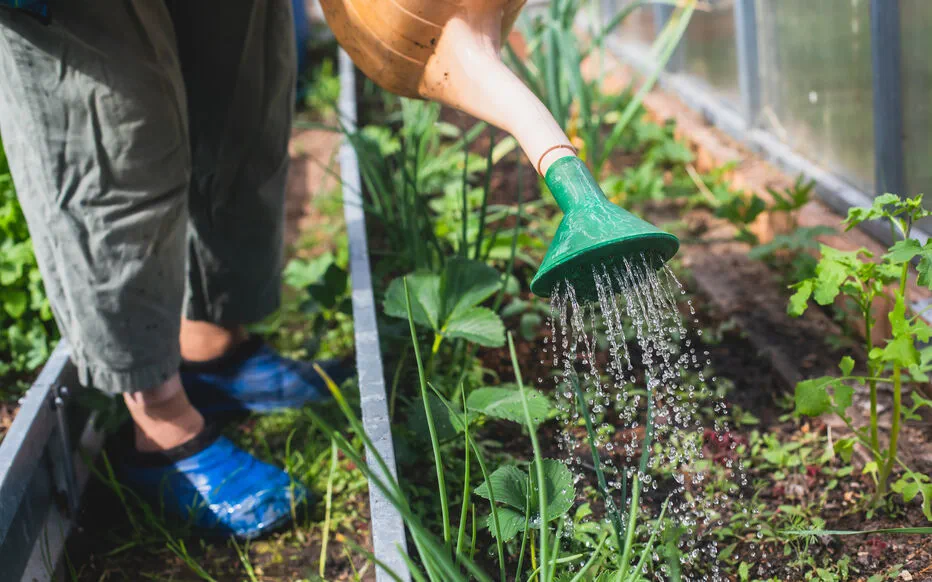 Comment arroser son jardin efficacement ?
