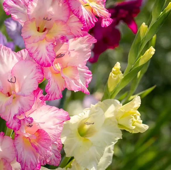 Comment lutter contre les Taeniothrips simplex qui attaquent les glaïeuls ?