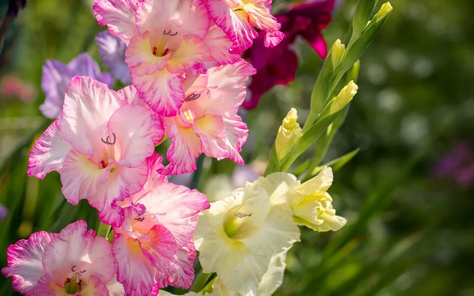 Comment lutter contre les Taeniothrips simplex qui attaquent les glaïeuls ?