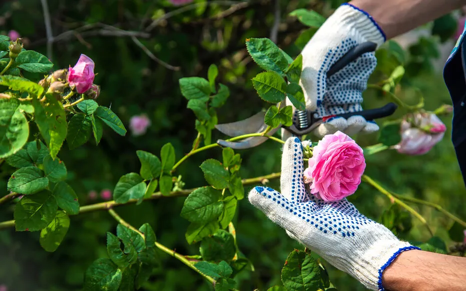 Conseils pour garder un jardin en bonne santé pendant vos vacances