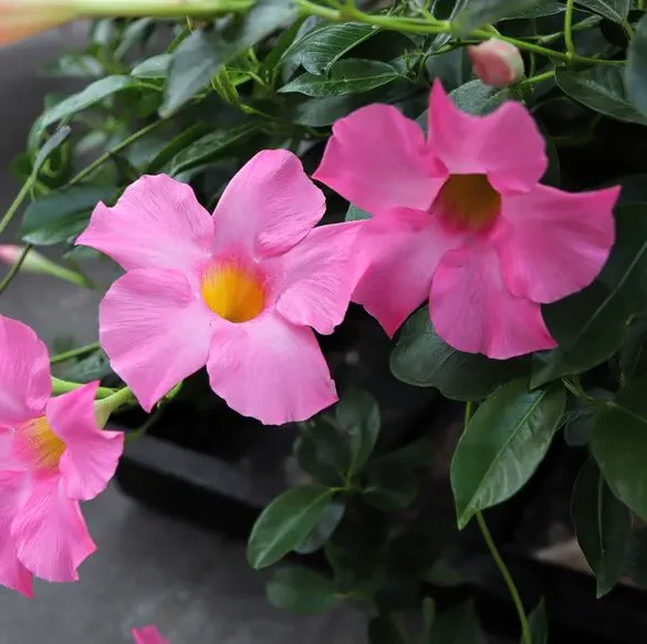 Cultiver de superbes Diplandénias en pot : ajoutez une touche colorée à votre espace extérieur