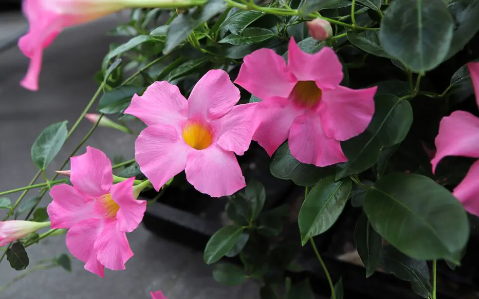 Cultiver de superbes Diplandénias en pot : ajoutez une touche colorée à votre espace extérieur