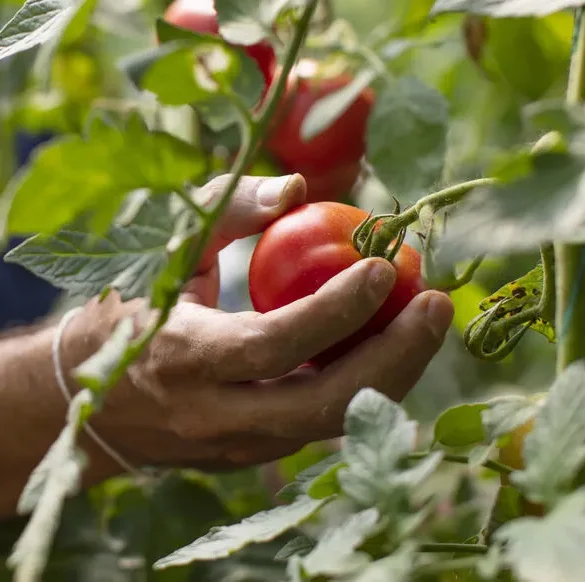 Cultiver des tomates saines : la voie naturelle
