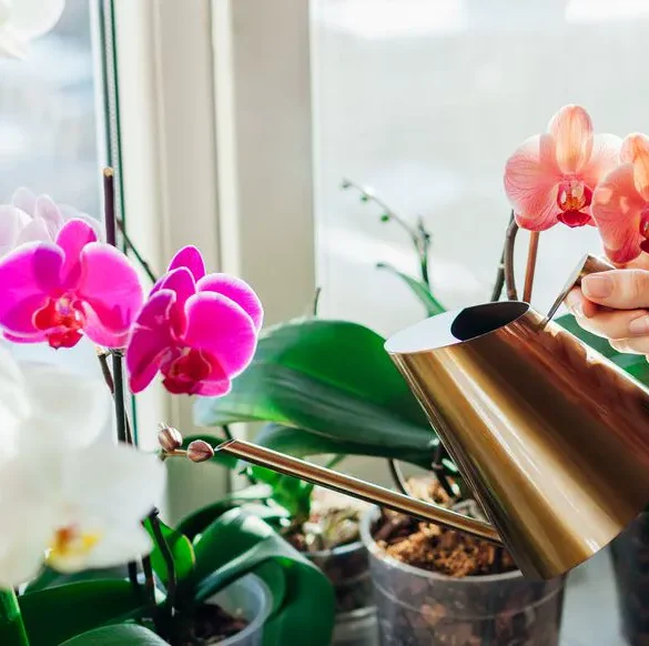 Cultiver une orchidée : l'importance de surveiller ses racines