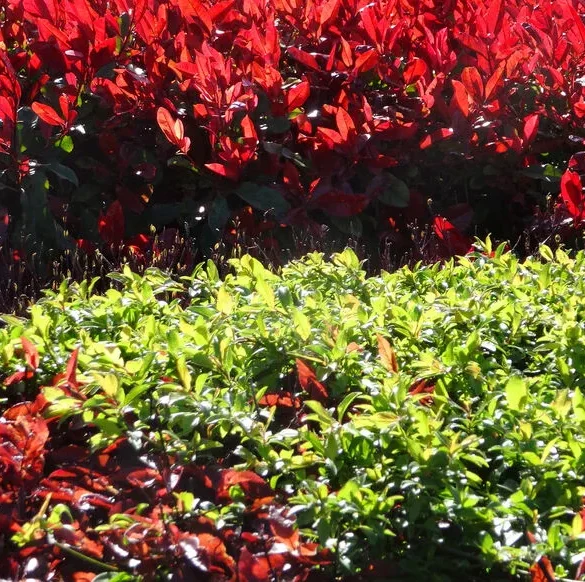 Entretien du Photinia : conseils pour une haie attrayante