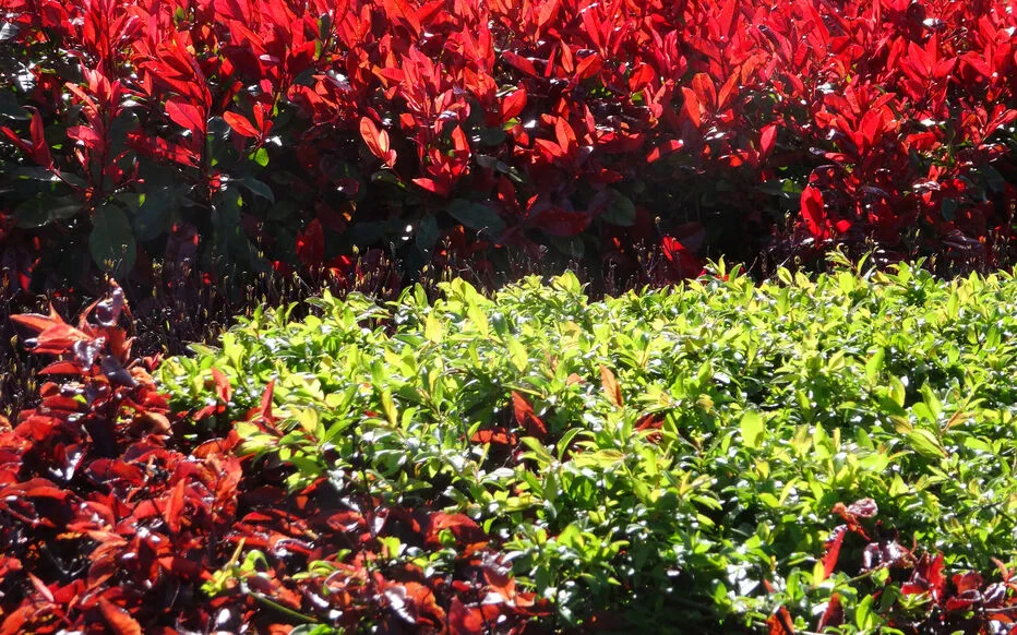 Entretien du Photinia : conseils pour une haie attrayante
