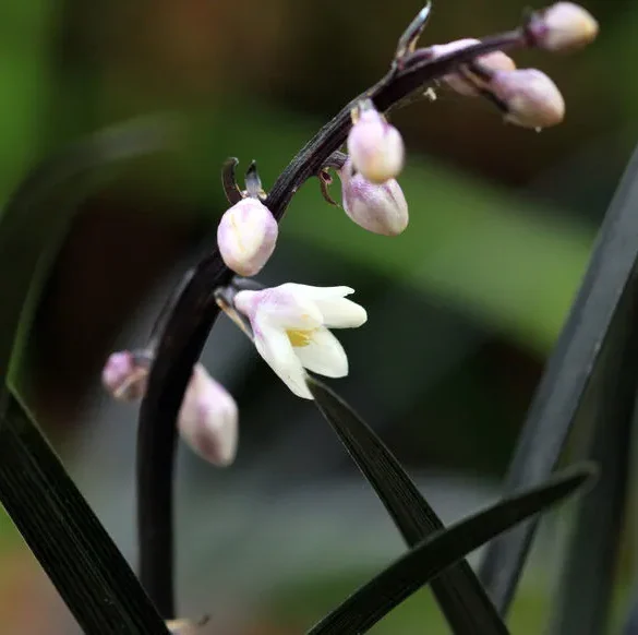 La Beauté de l'Ophiopogon : La Barbichete de Serpent dans Votre Jardin