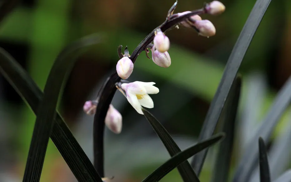 La Beauté de l'Ophiopogon : La Barbichete de Serpent dans Votre Jardin