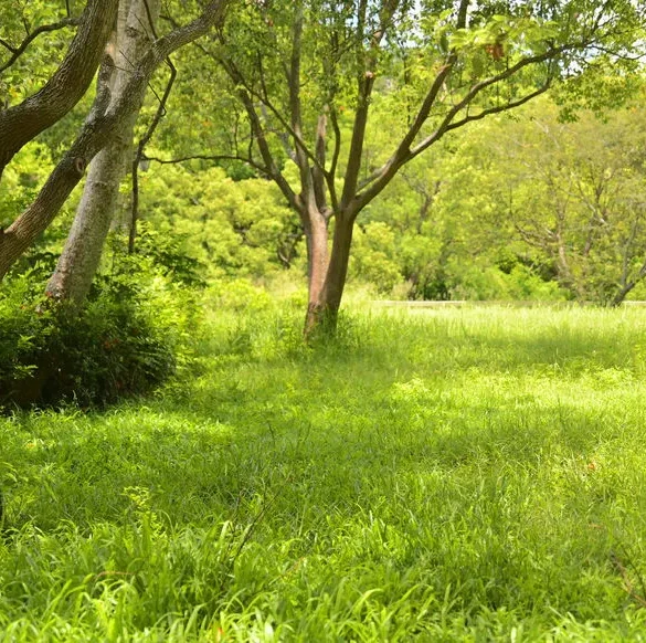 La Fauche tardive : Une Méthode Innovante pour Protéger la Biodiversité