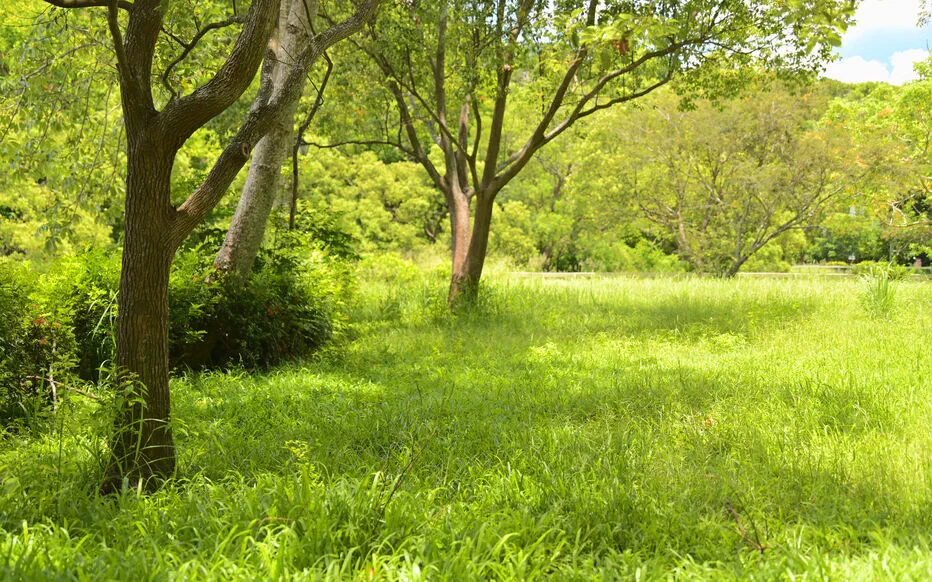 La Fauche tardive : Une Méthode Innovante pour Protéger la Biodiversité
