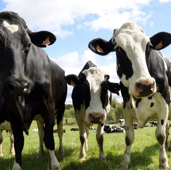 La France lance un programme de vaccination contre la dermatose nodulaire contagieuse dans les Alpes