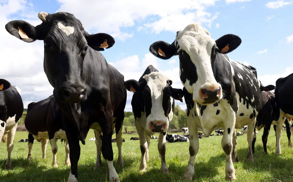 La France lance un programme de vaccination contre la dermatose nodulaire contagieuse dans les Alpes