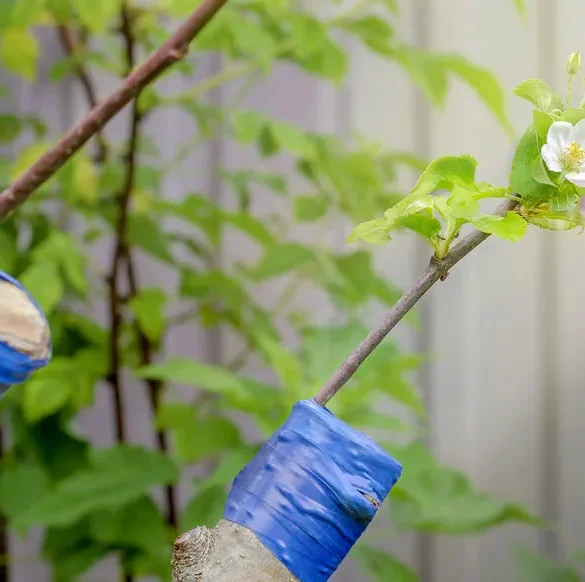 La magie de la greffe en écusson : un outil puissant pour les vergers modernes