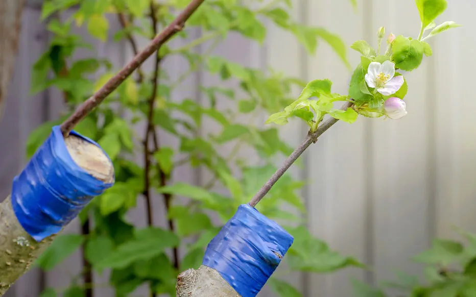 La magie de la greffe en écusson : un outil puissant pour les vergers modernes