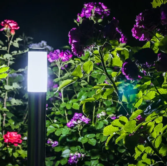 La Magie du Jardin la Nuit : Un Monde Fascinant Révélé