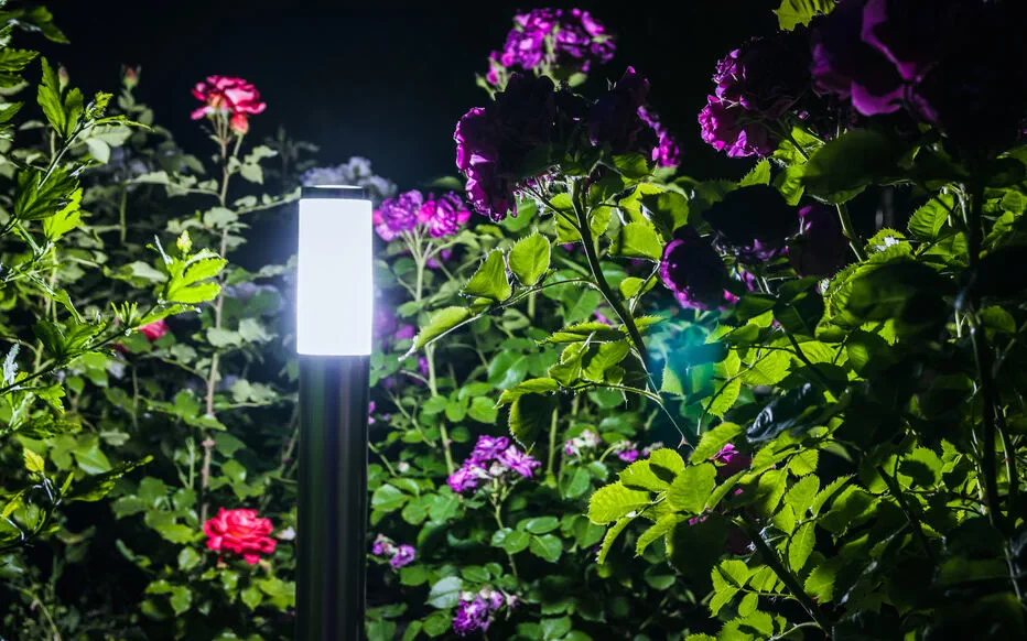 La Magie du Jardin la Nuit : Un Monde Fascinant Révélé
