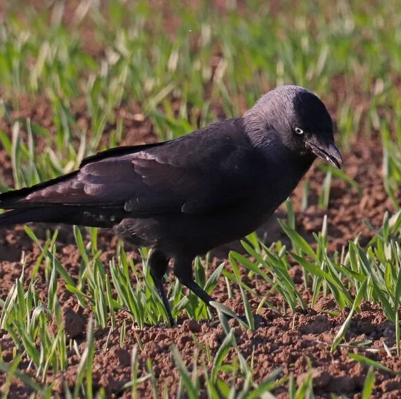 La prolifération des choucas des tours : une menace pour l'agriculture bretonne